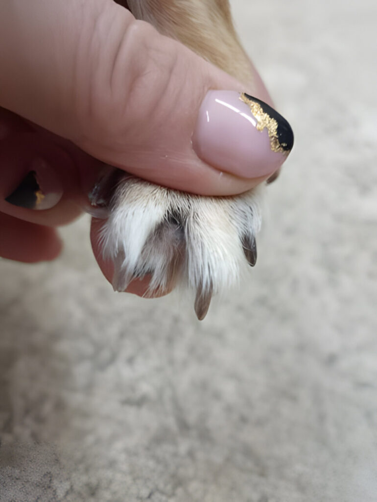 Dermatitis atópica. Aspecto de la región interdigital una vez instaurado el tratamiento.