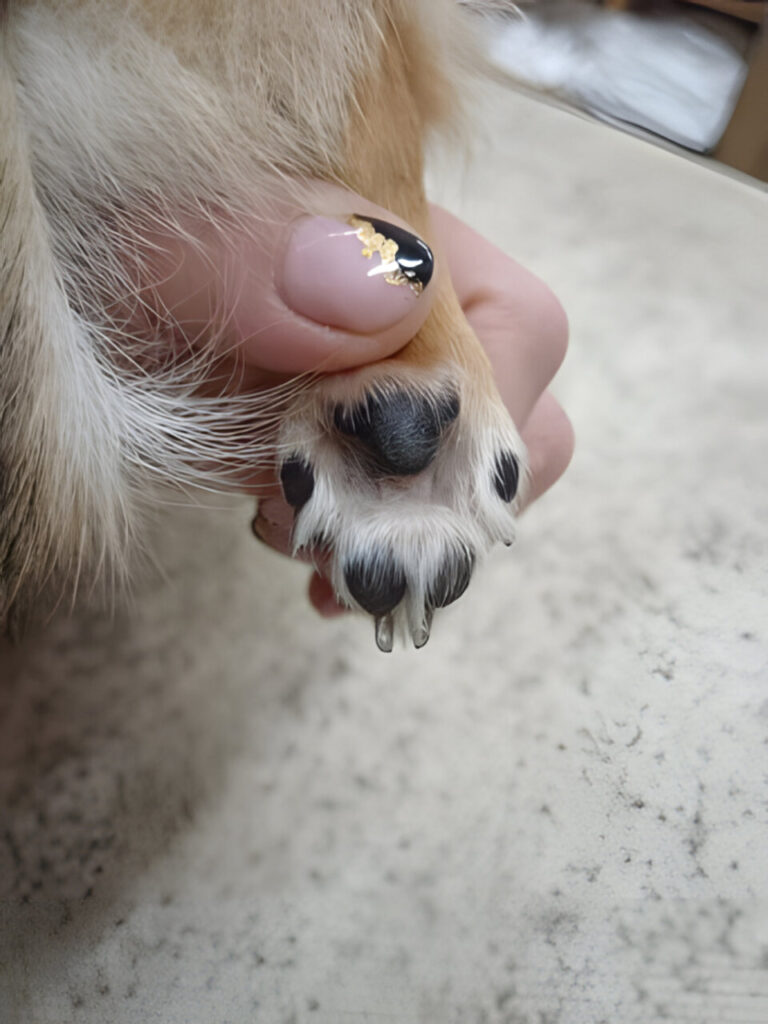 Dermatitis atópica. Aspecto de la región interdigital una vez instaurado el tratamiento.
