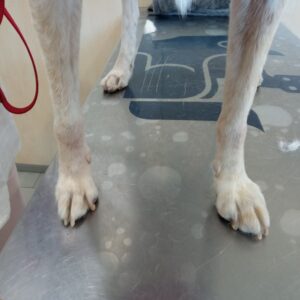 Patas de un perro en consulta dermatológica mostrando lesiones pruríticas