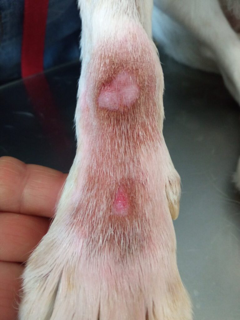 Imagen clínica que muestra lesiones erosivas-ulcerativas con pigmentación del pelo, asociado al lamido constante de esta zona en ambos carpos