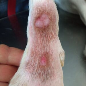 Imagen clínica que muestra lesiones erosivas-ulcerativas con pigmentación del pelo, asociado al lamido constante de esta zona en ambos carpos