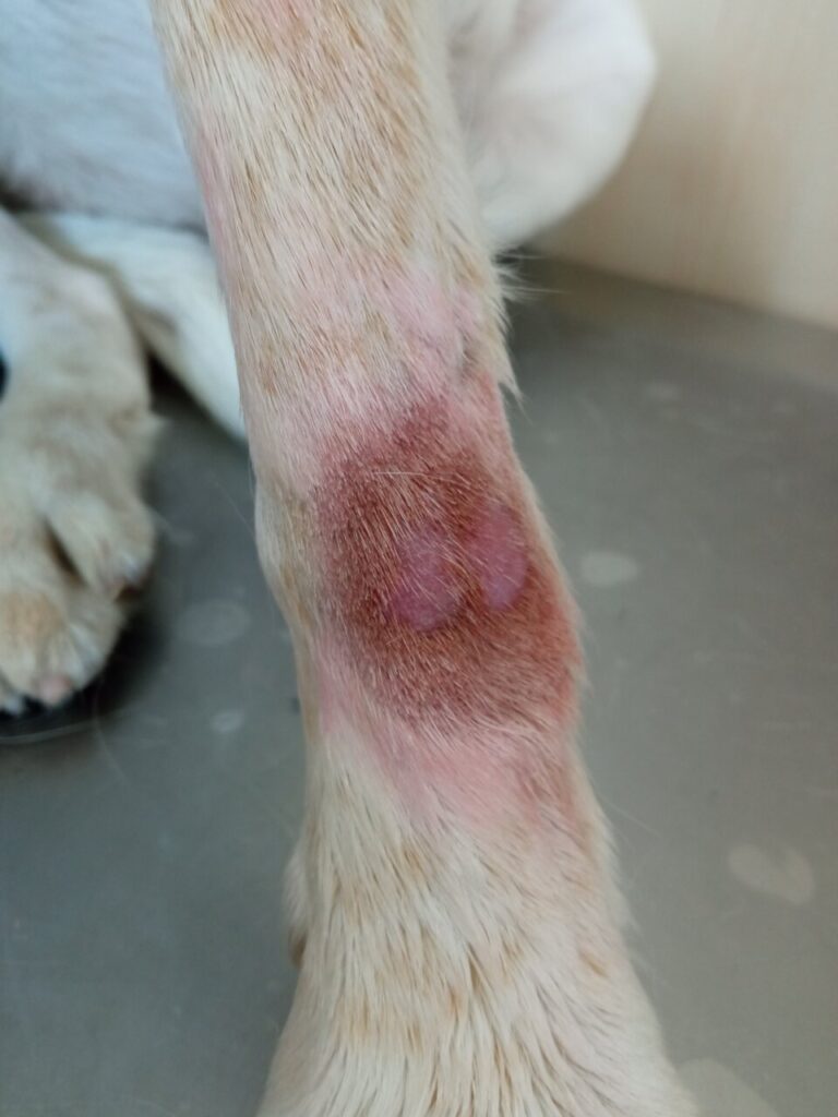 Imagen clínica que muestra lesiones erosivas-ulcerativas con pigmentación del pelo, asociado al lamido constante de esta zona en ambos carpos