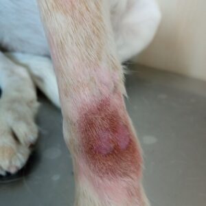 Imagen clínica que muestra lesiones erosivas-ulcerativas con pigmentación del pelo, asociado al lamido constante de esta zona en ambos carpos