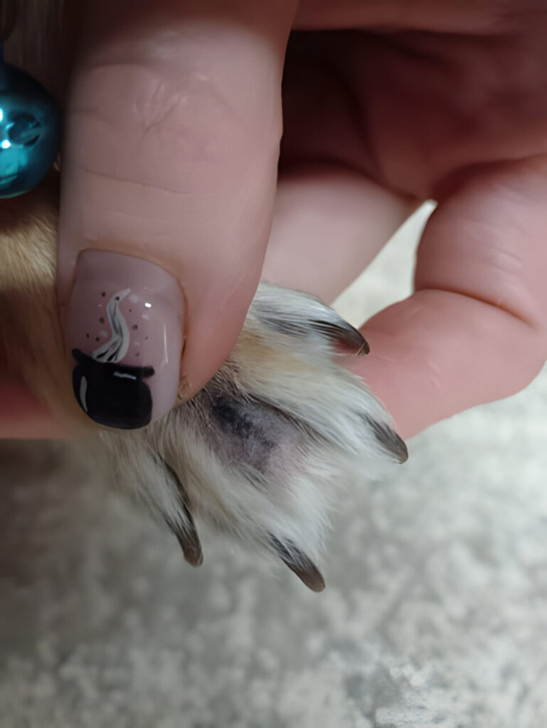 Eritema interdigital con liquenificación e hiperpigmentación en un perro.