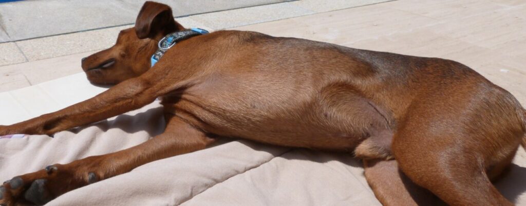 Perro acostado mostrando signos de alopecia y ginecomastia