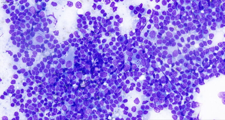 Células observadas en un análisis de leishmaniosis canina bajo microscopio.