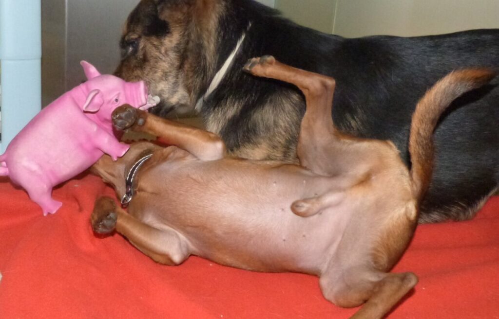 Dos perros jugando con un juguete en forma de cerdo rosa sobre una manta roja.