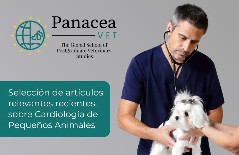 Veterinario examinando a un perro pequeño en un entorno clínico
