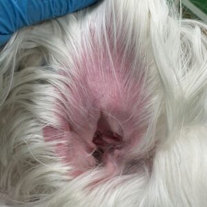 Oreja de perro con otitis externa eritematosa y ceruminosa