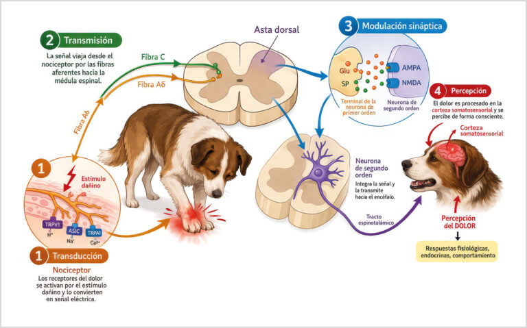 Infografía. Fisiopatología del dolor en pequeños animales