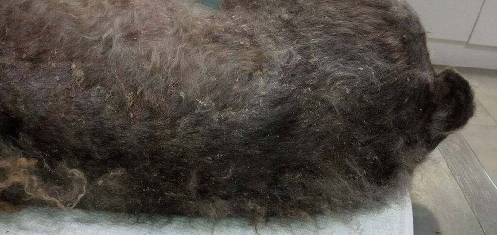 Perro con dermatitis atópica. La piel del tronco muestra un aspecto descamativo, con eritema y collaretes epidérmicos.﻿