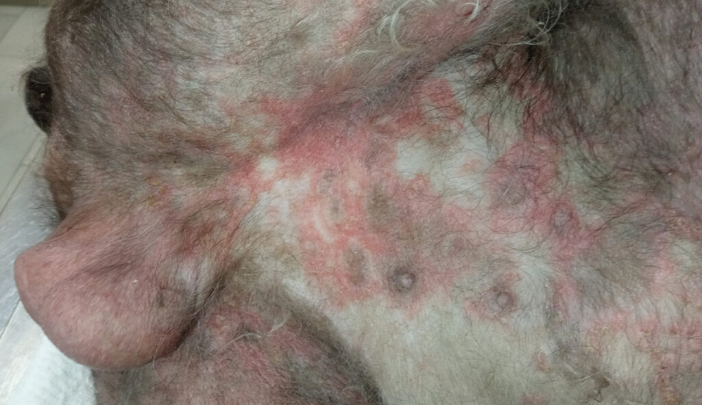 Perro con dermatitis atópica. En la piel del abdomen se aprecian eritema y collaretes epidérmicos.