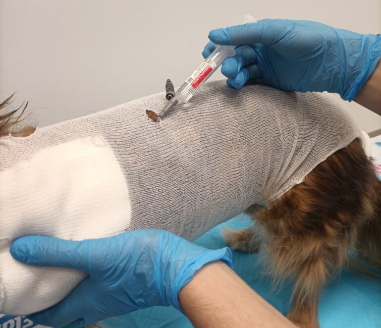 Administración de bupivacaína por catéter de infiltración subcutáneo en paciente canino.