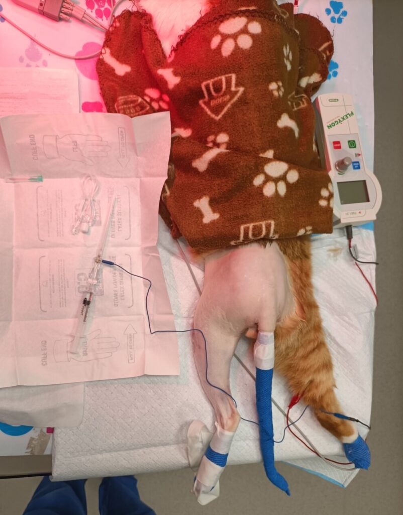 Preparación para epidural sacrococcígea en paciente felino.