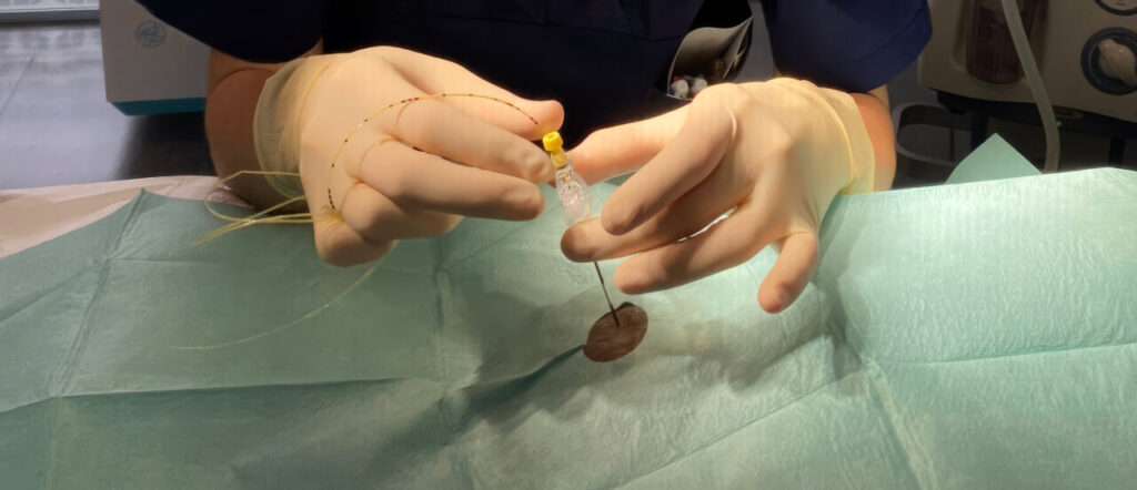 Introducción de catéter epidural en paciente canino.