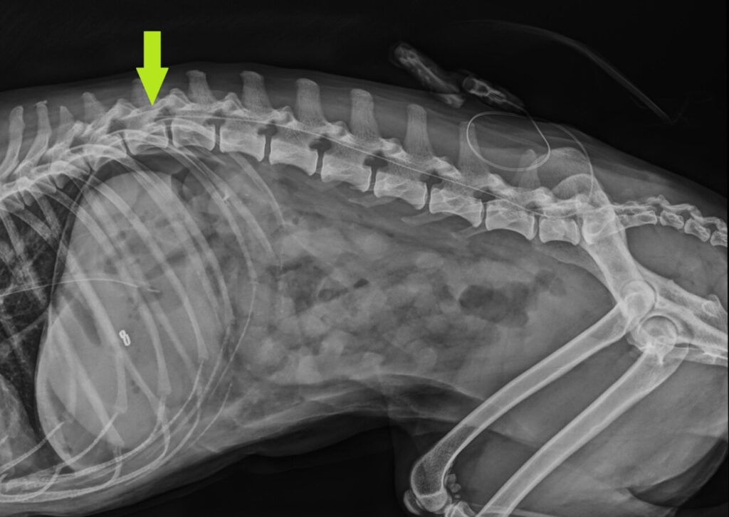 Radiografía de columna en proyección lateral, en paciente canino, tras colocación de catéter epidural mediante abordaje lumbosacro.