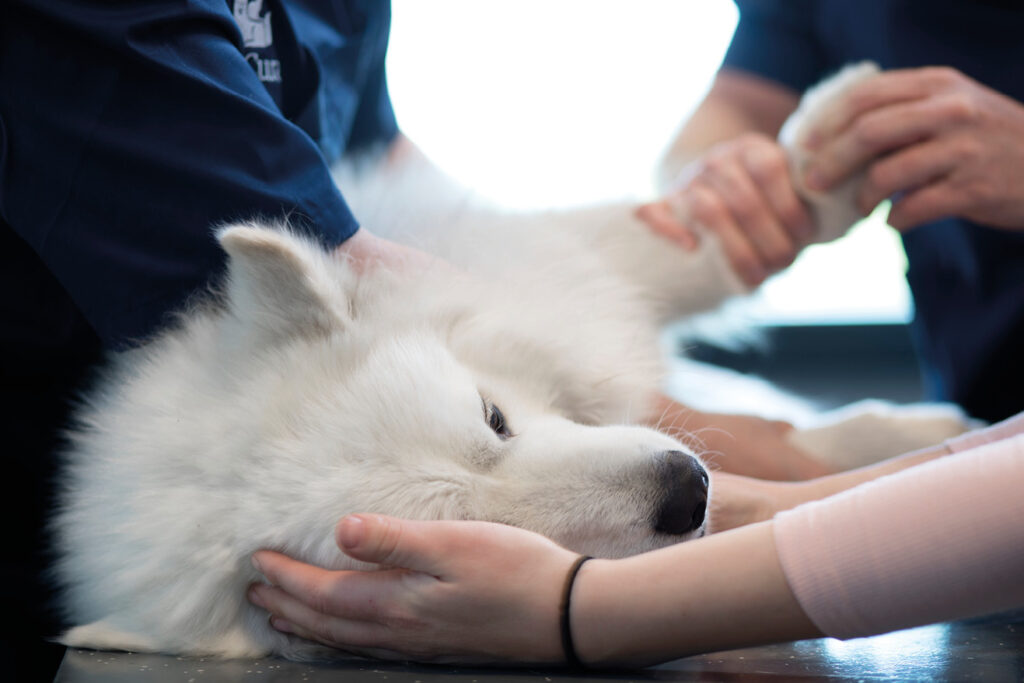 Perro Samoyedo recibiendo atención veterinaria con manos humanas.