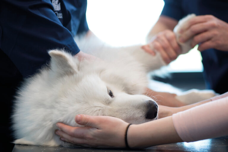 Perro Samoyedo recibiendo atención veterinaria con manos humanas.