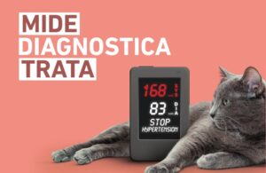 Gato gris junto a un monitor de presión arterial mostrando cifras de hipertensión.
