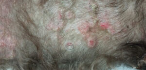 Perro con dermatitis atópica. Eritema, descamación, collaretes epidérmicos y lesiones nodulares múltiples.