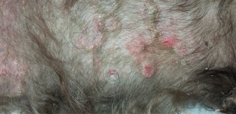 Perro con dermatitis atópica. Eritema, descamación, collaretes epidérmicos y lesiones nodulares múltiples.﻿