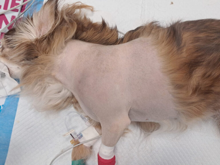 Preparación de paciente perro para amputación de miembro anterior debido a neoplasia en húmero.