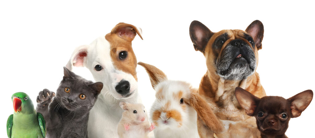 Grupo de mascotas incluyendo perros, gatos, un conejo y un loro