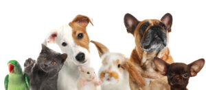 Grupo de mascotas incluyendo perros, gatos, un conejo y un loro