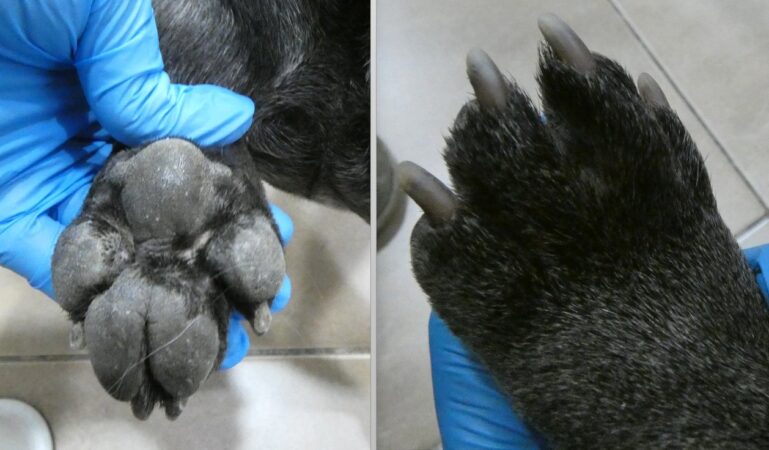 Dermatitis atópica en perros. Mejoría de las lesiones podales 2 meses después del tratamiento con atinvicitinib
