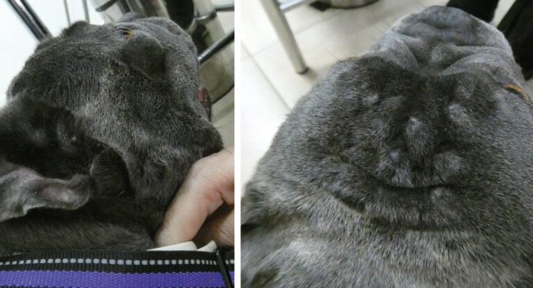 Dermatitis atópica en perros. Mejoría de las lesiones faciales 2 meses después del tratamiento con atinvicitinib.