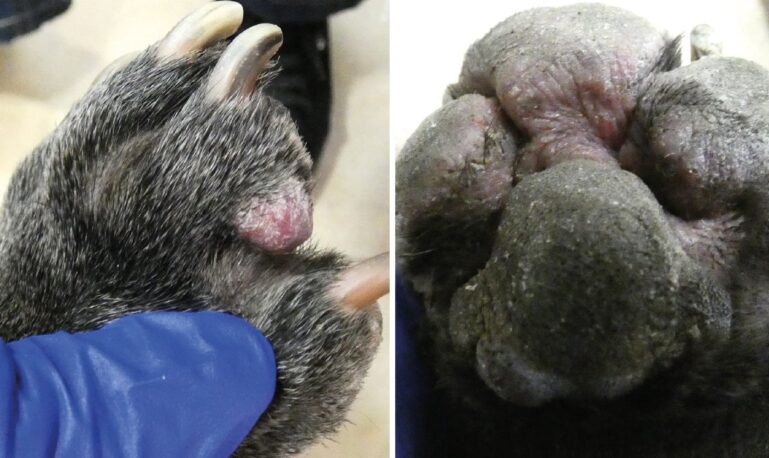 Dermatitis atópica en perros. Lesiones observadas en espacios interdigitales y cara palmar de las 4 extremidades en la primera consulta.