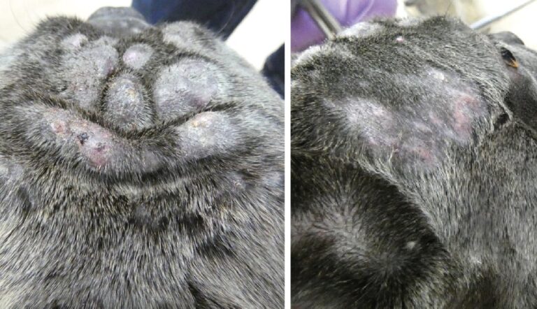 Dermatitis atópica en perros. Lesiones placonodulares en región parietal y temporal en la primera visita.﻿
