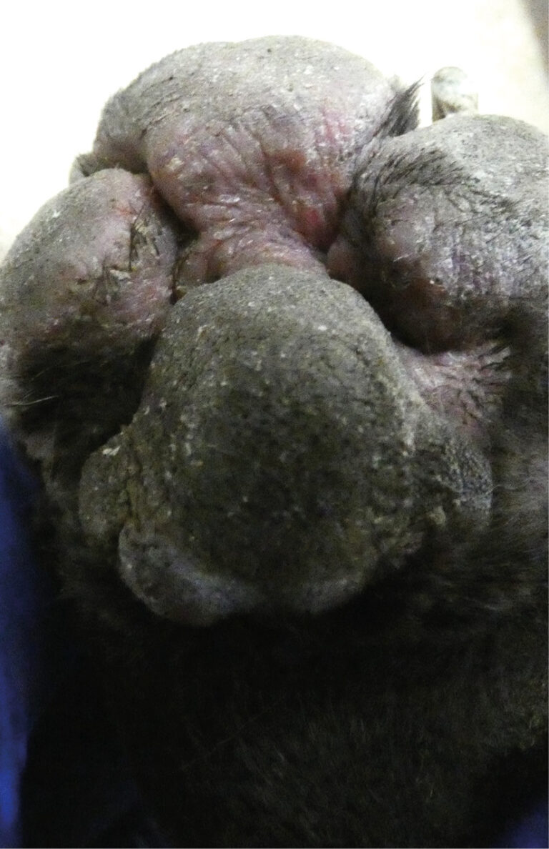 Primer plano de la pata de un animal con detalles visibles