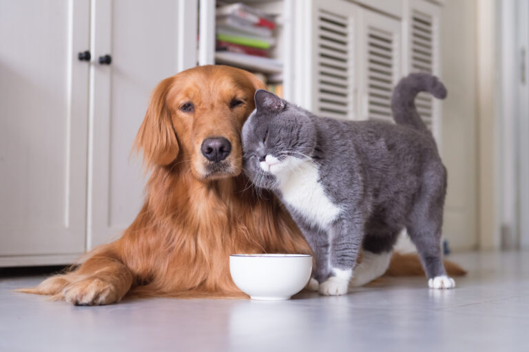 Un perro golden retriever y un gato gris juntos en casa