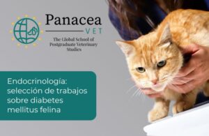 Gato siendo examinado por un veterinario en Panacea Vet