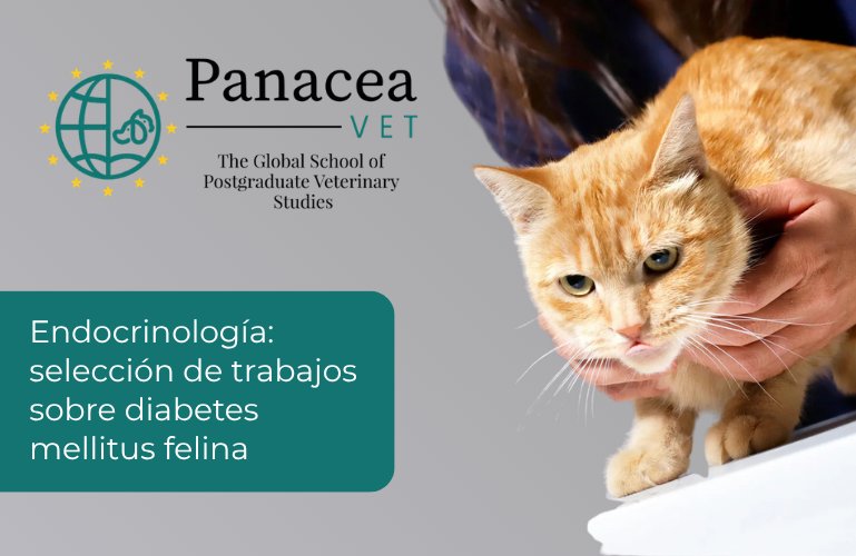 Gato siendo examinado por un veterinario en Panacea Vet