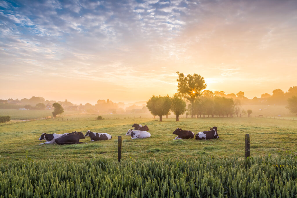 Vacas descansando en un campo verde al amanecer