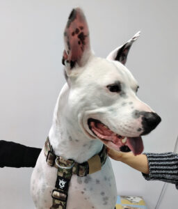 Perro un mes después del tratamiento con atinvicitinib, donde se observa cómo se ha reducido el eritema.