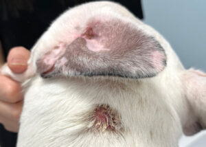 Lesión alopécica en el cuello de un bulldog francés