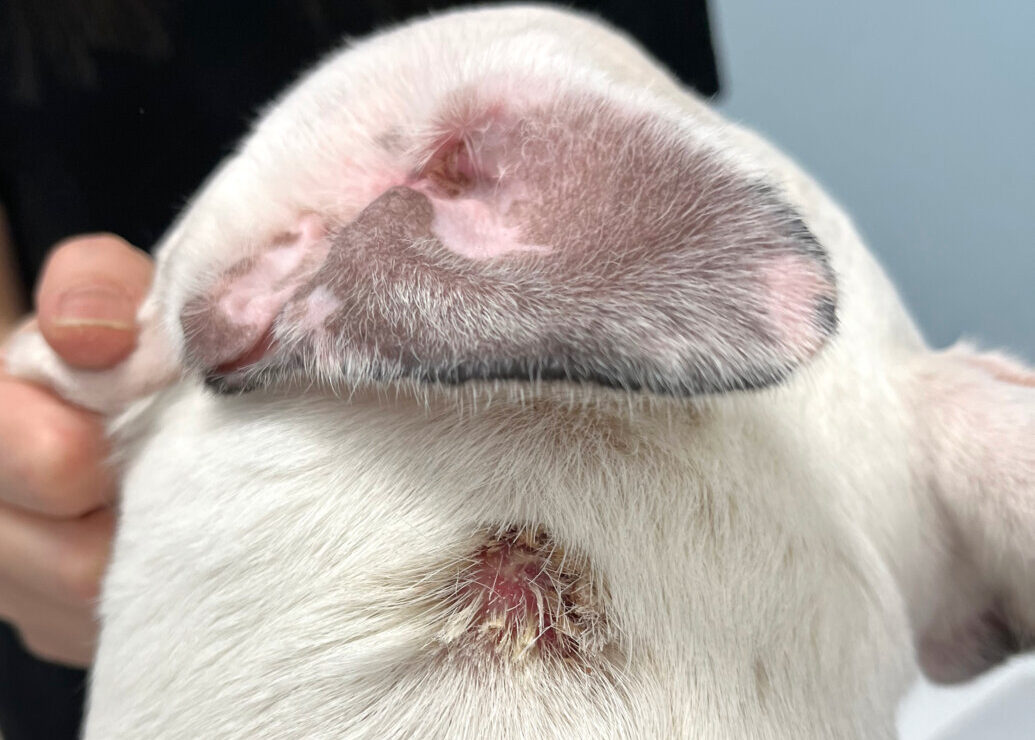 Lesión alopécica en el cuello de un bulldog francés