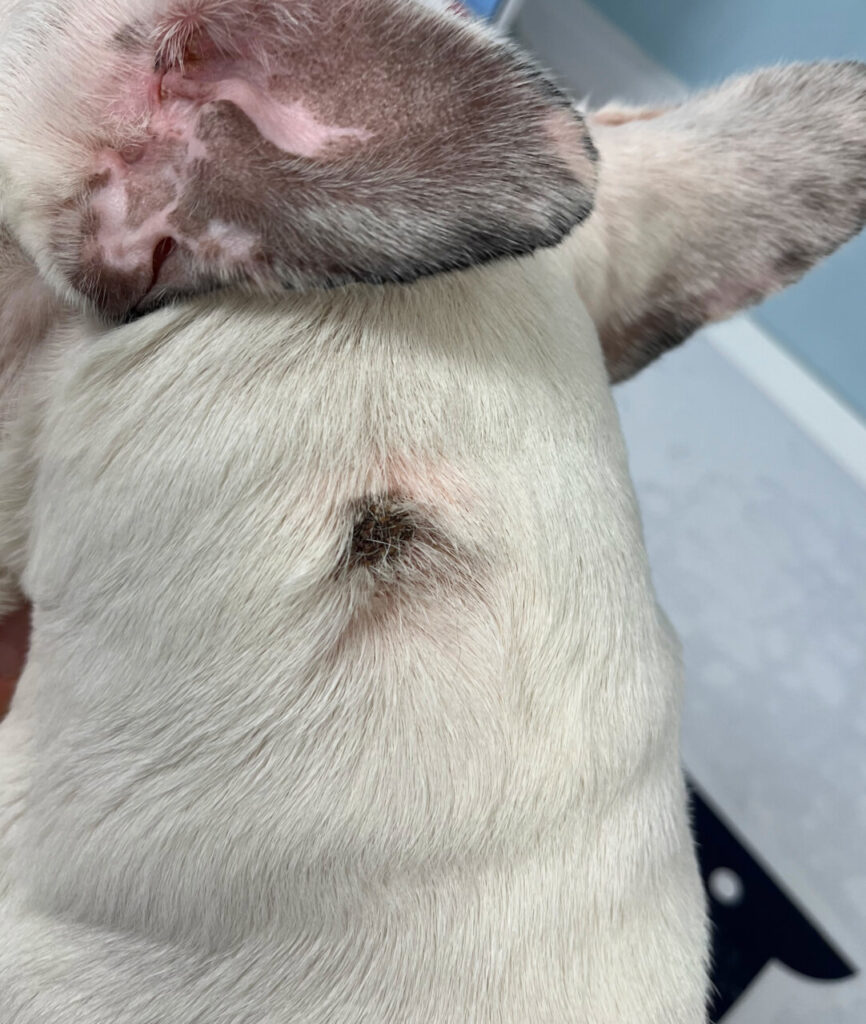 Bulldog francés con lesión alopécica en la cruz. Día 7.