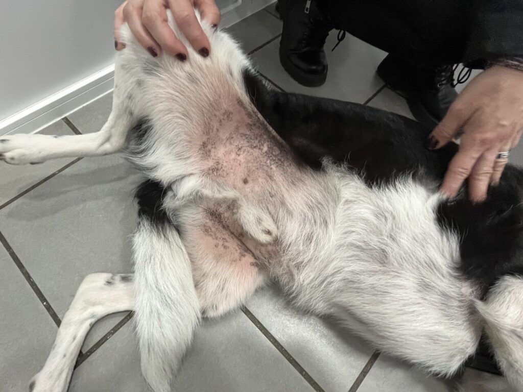 Estado del perro en una revisión a los 4 meses de iniciado el tratamiento de dermatitis atópica.﻿ Abdomen.
