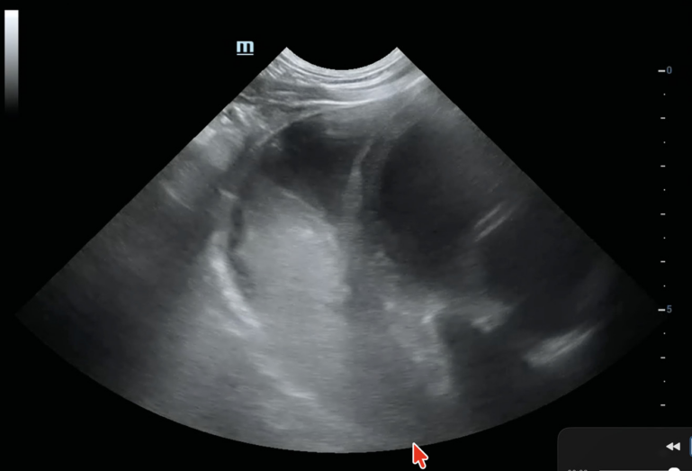 Ultrasonido que muestra una hernia en el abdomen de un perro