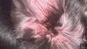 Close-up de oreja de perro con otitis externa eritematosa