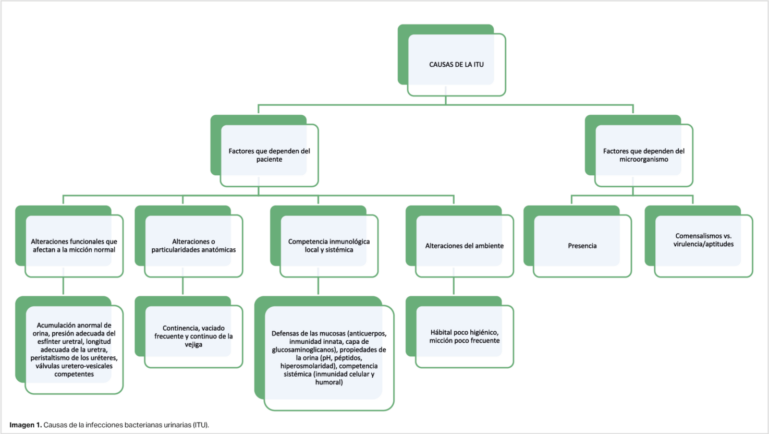 Diagrama sobre las causas de la infección del tracto urinario