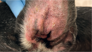 Otitis externa en un perro con inflamación en la oreja