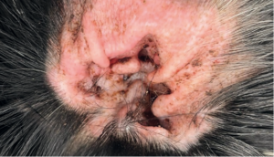 Imagen de un oído afectado por otitis en un perro
