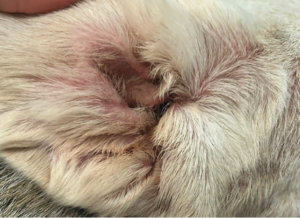 Oreja de perro con signos de otitis externa eritematosa.
