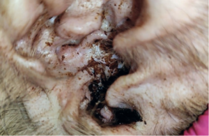 Imagen de un oído de perro con otitis externa eritematosa-ceruminosa