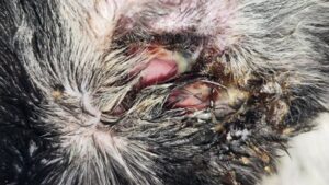 Imagen de otitis externa en un perro con inflamación y secreción